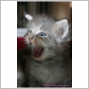 Maine Coon