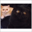 Exotic Shorthair