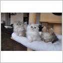 Persan Silver et Golden