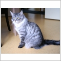 Maine Coon