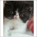 Exotic Shorthair