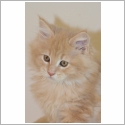 Maine Coon