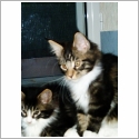 Maine Coon