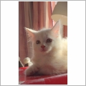 Maine Coon